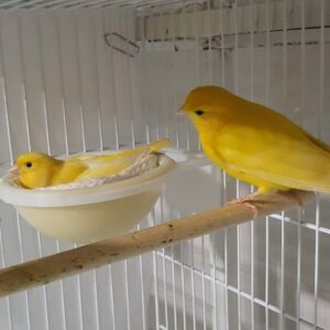 How Long Does It Take for a Canary to Lay An Egg After Mating