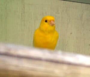 do female canaries sing