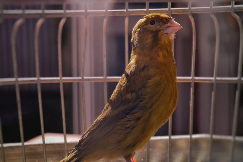 is canary a good pet