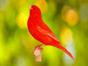 Do Red Canaries Need Special Food