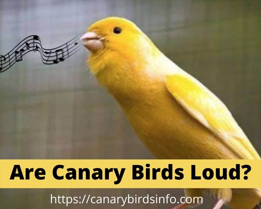Are Canary Birds Loud