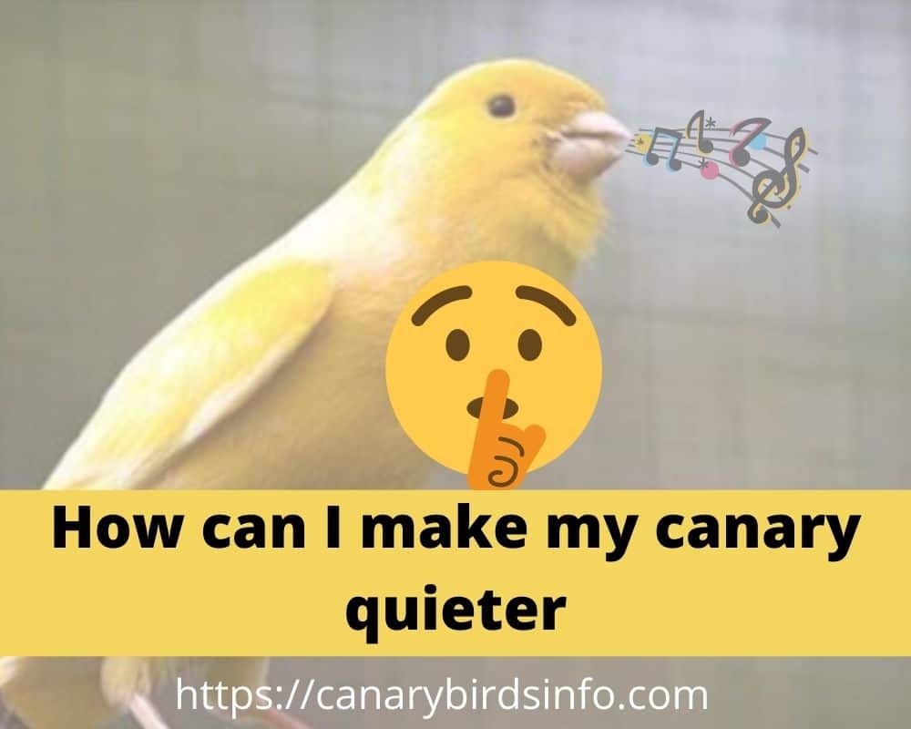 How can I make my canary quieter