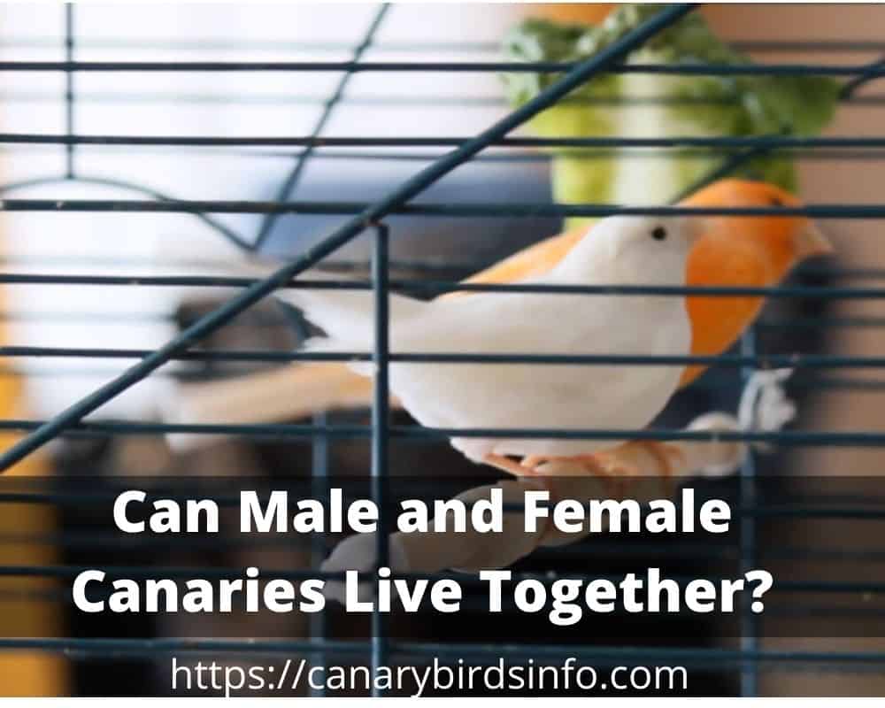 Can Male and Female Canaries Live Together