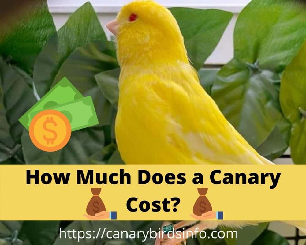How Much Does a Canary Cost