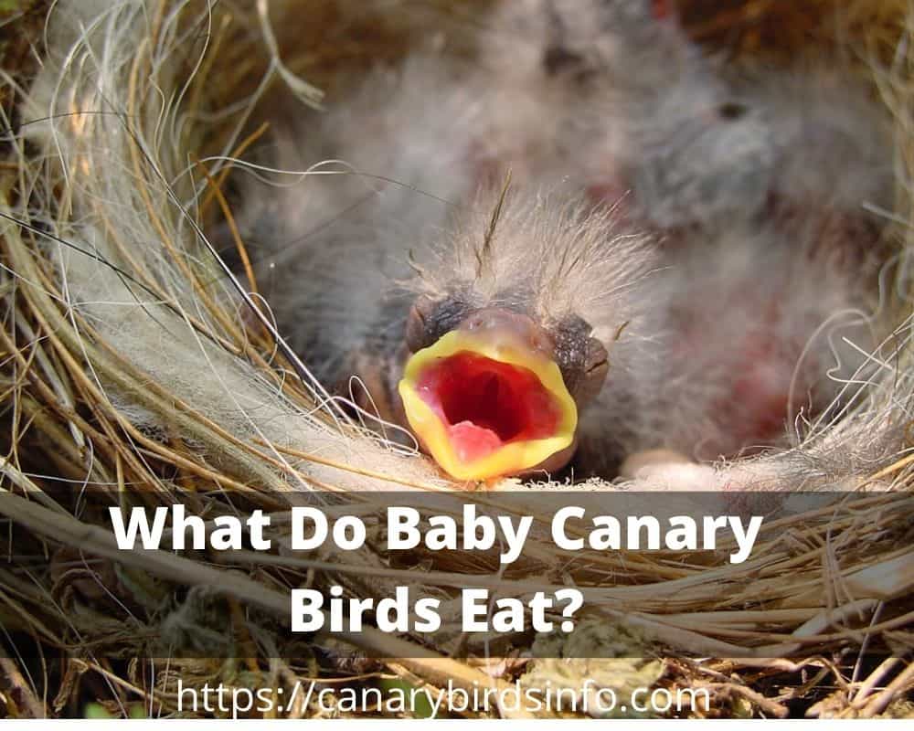 What Do Baby Canary Birds Eat
