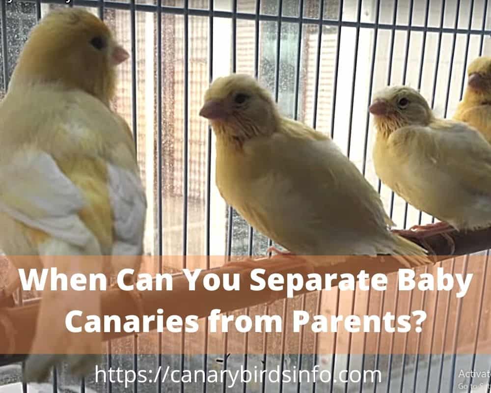 When Can You Separate Baby Canaries from Parents