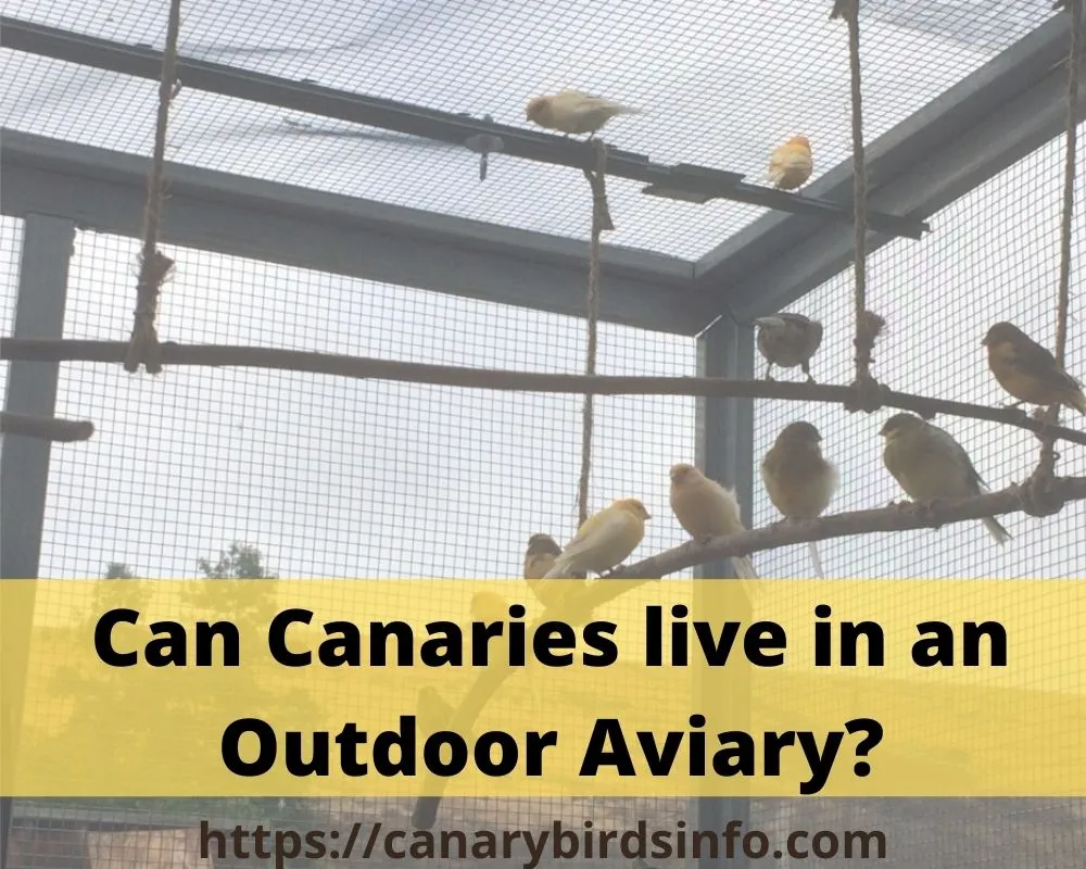 Can Canaries live in an Outdoor Aviary