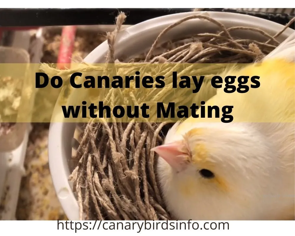 Do Canaries lay eggs without Mating