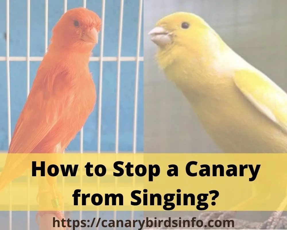 how to stop a canary from singing