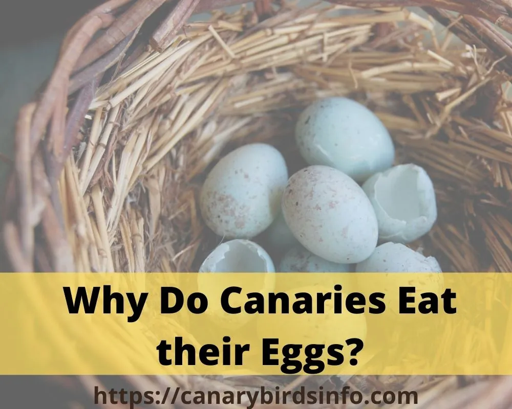 why do canaries eat their eggs