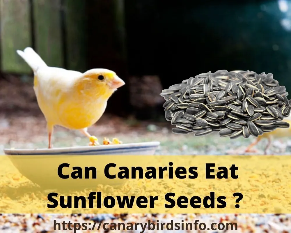 Can Canaries Eat Sunflower Seeds
