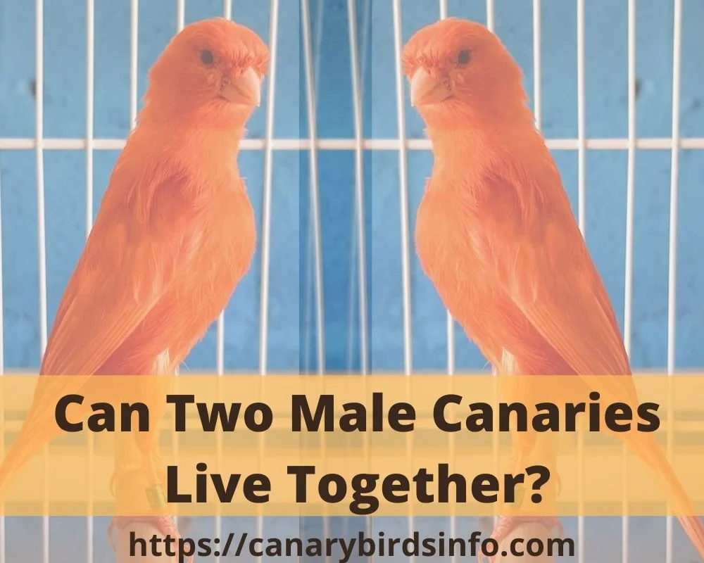 Can Two Male Canaries Live Together