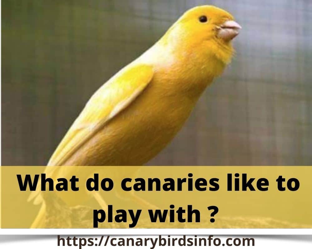 What do canaries like to play with