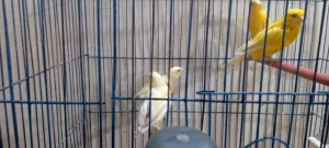 Can Two male canaries live together