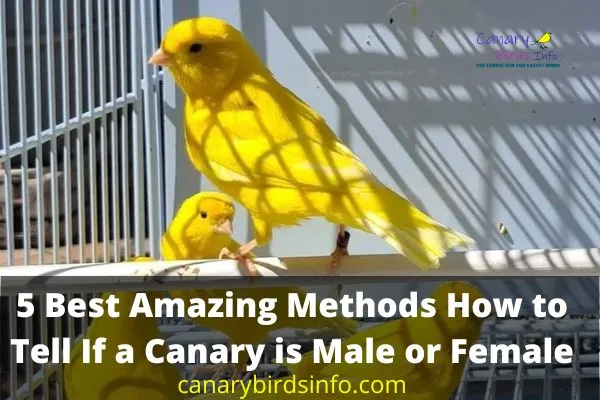 how to tell if a canary is male or female