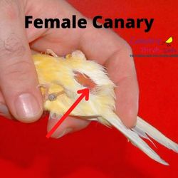 how to tell if canary is male or female