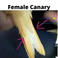 how to tell if canary is male or female