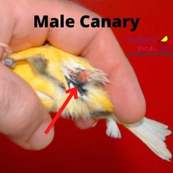 how to tell if canary is male or female
