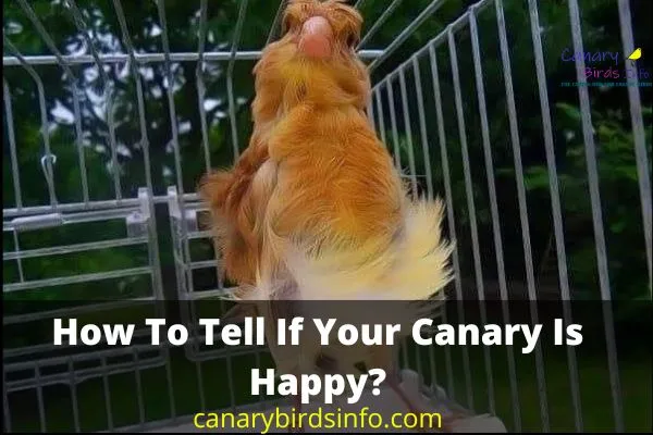 how to tell if your canary is happy