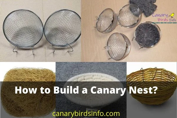 How to Build a Canary Nest