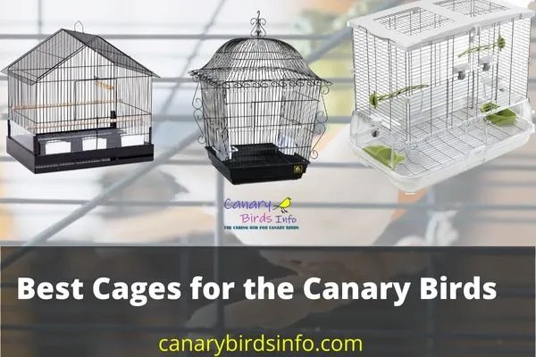 Best Cage for Canary