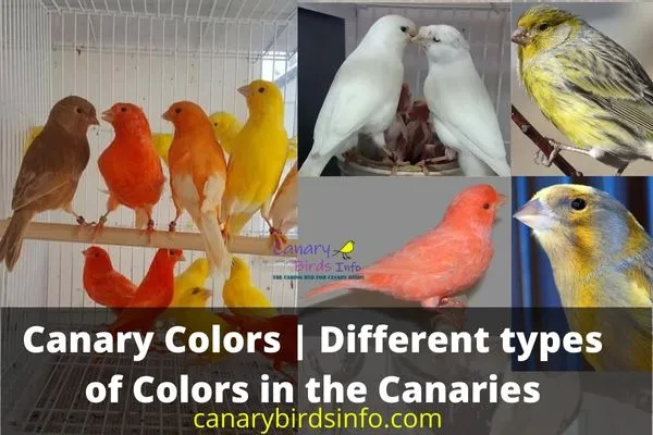 Canary colors