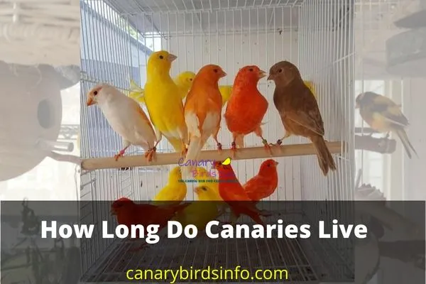 How Long Do Canaries Live