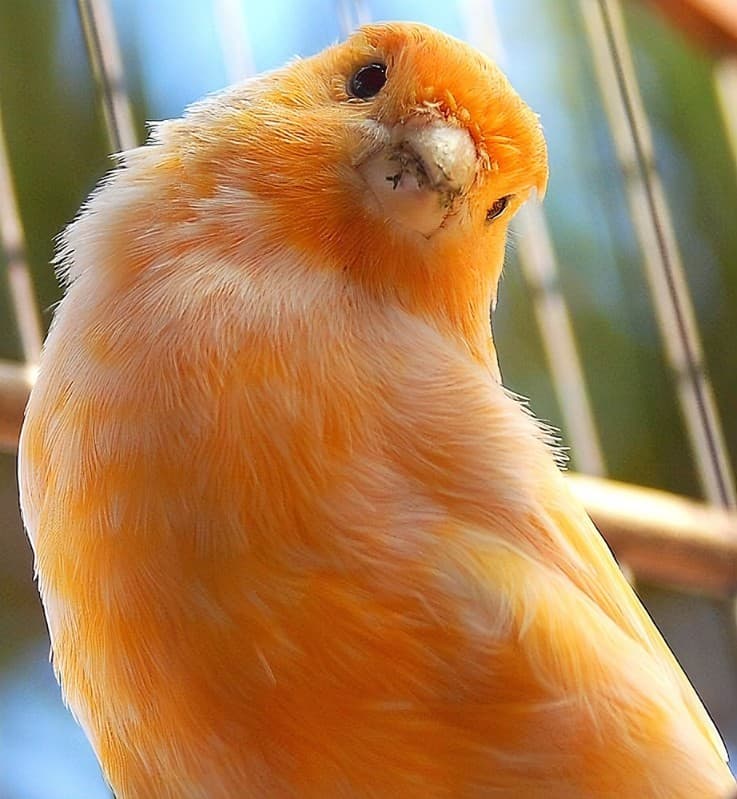 Canary Colors | 5 Basic Colors in Canaries and Amazing Facts