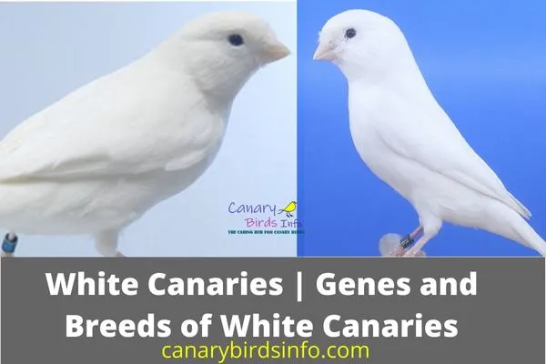 White canaries