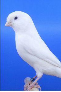 White Canary Bird