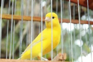 Canary Colors | 5 Basic Colors in Canaries and Amazing Facts