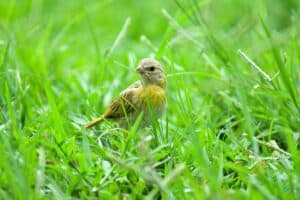 canary colors | Green Canary