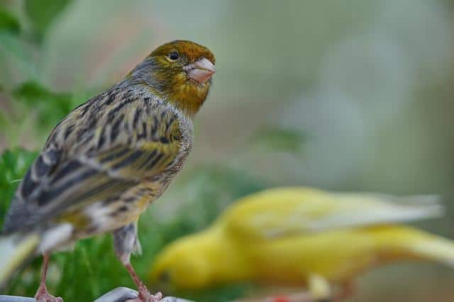 Canary Colors | 5 Basic Colors in Canaries and Amazing Facts