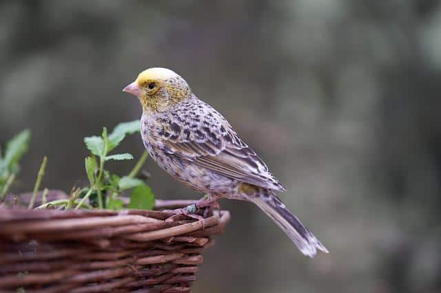 Canary Colors | 5 Basic Colors in Canaries and Amazing Facts