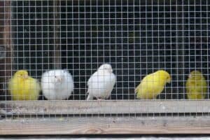 white canaries, white canary bird