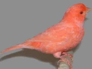 how long do red factor canaries live