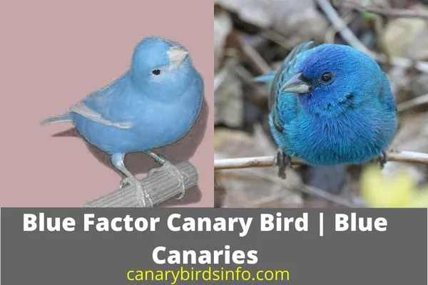 Blue Factor Canary Bird | Blue Canaries