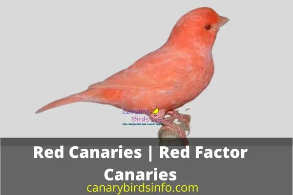 Red Canaries