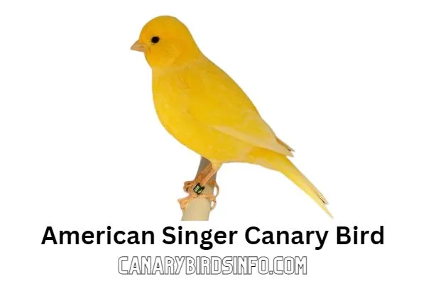 American Singer Canary Bird