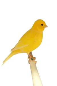 American Singer Canary Bird