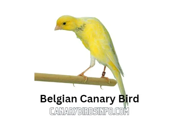 Belgian Canary Bird