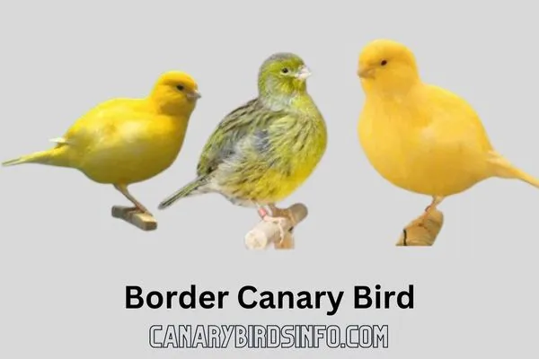 Border Canary