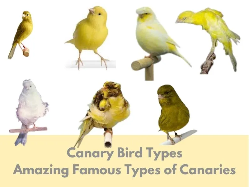 canary bird types