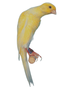 Cobra Canary Bird