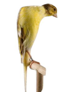 cobra canary bird