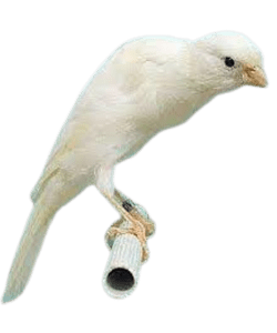 Cobra Canary Bird