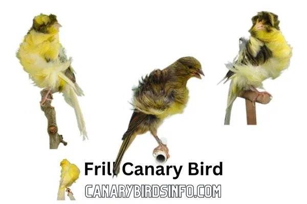 Frill Canary Bird