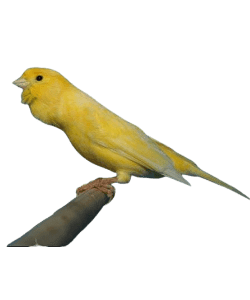 German Roller Canary