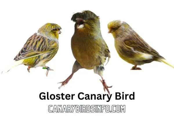 Gloster Canary Bird