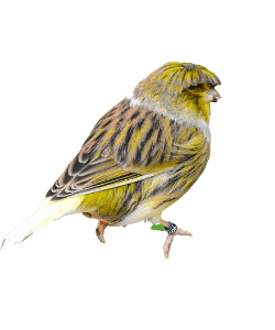 Gloster Canary Bird